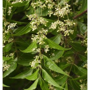 Vepa Churna {వేప చూర్ణము}